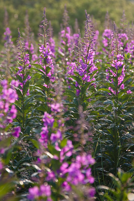 Fireweed